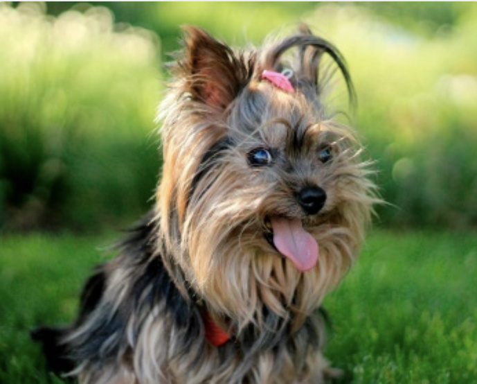 Йоркширский терьер 
