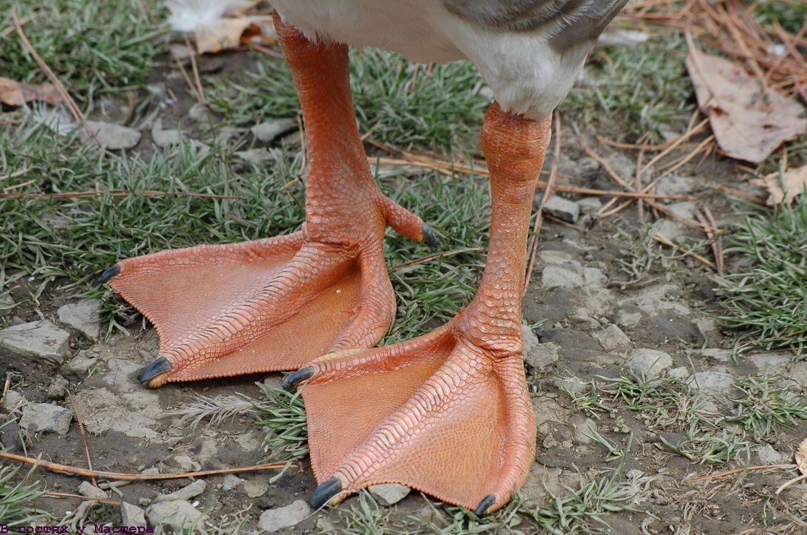 Образец(шутка)