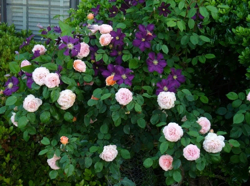 Источник фото - яндекс-картинки