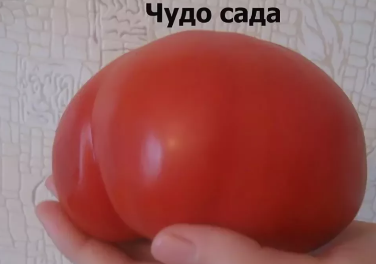 томат чудо земли розовое. семена томат супер-клуша. томат чудо сада отзывы. семена томат балконное чудо. томат гигант роата росси.