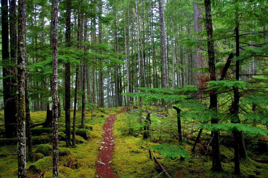 Olympic National Park — фото прогулочной тропы