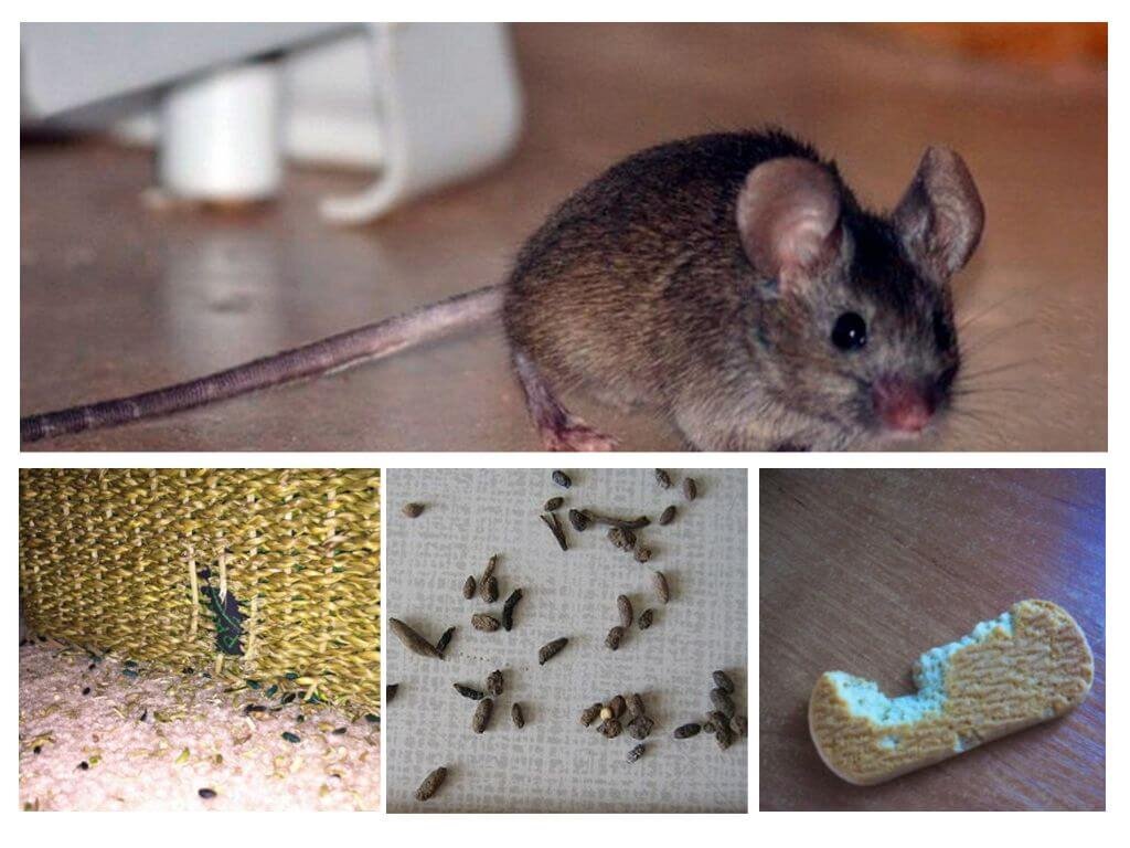 Что делать если мыши погрызли