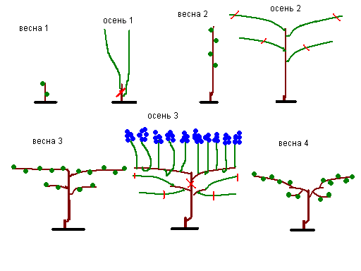 Обрезка винограда по системе гюйо схема