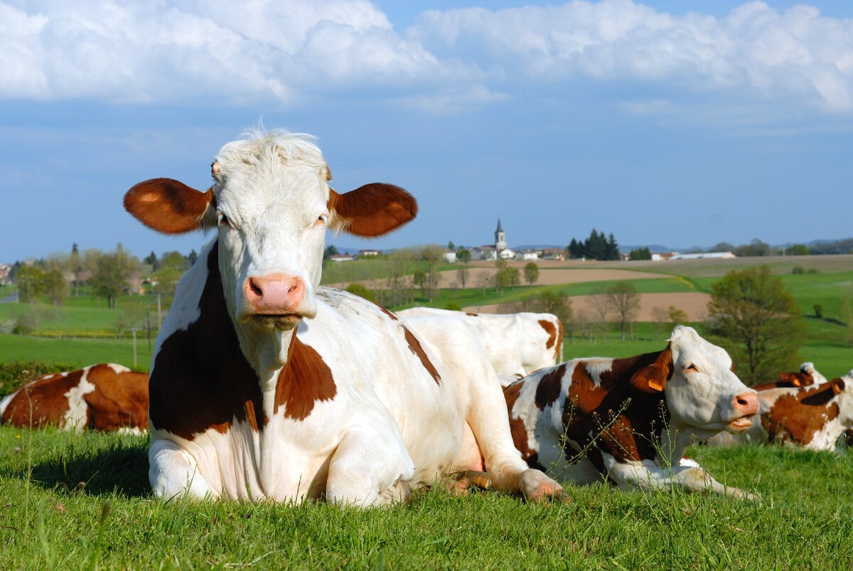 Нормандские коровы. Французские коровы фото. Country Cow.