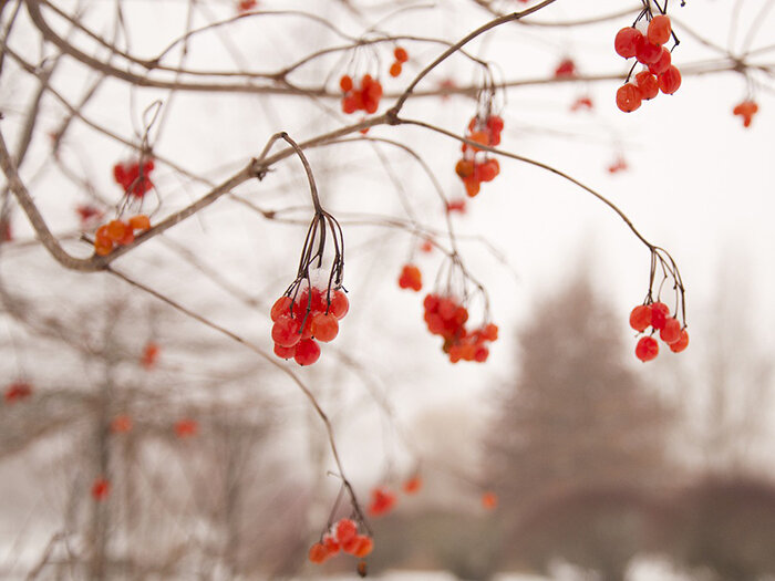 Калина зимой