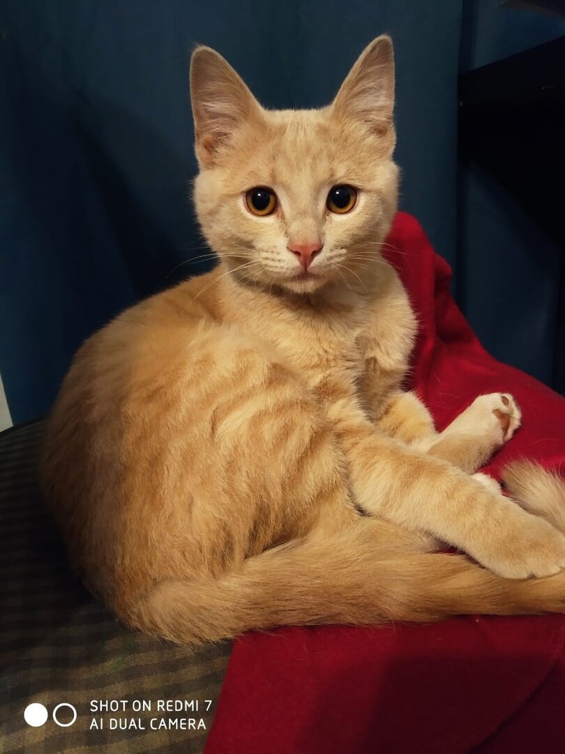 Юность Коши.