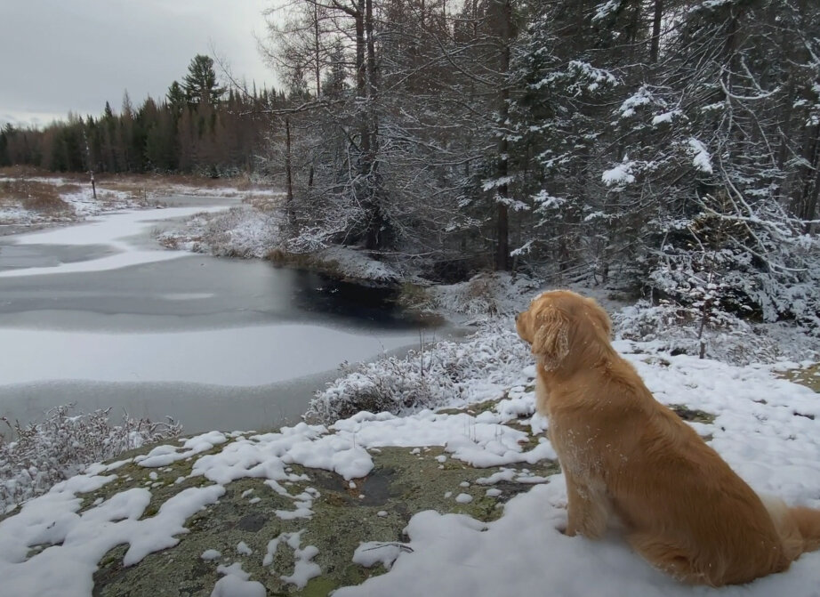 Золотистый ретривер Кали любит созерцать природу