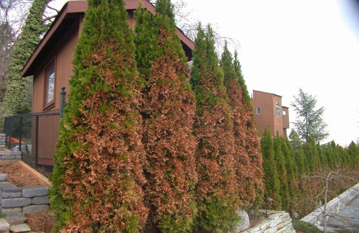 Источник фото vot-ogorod.ru