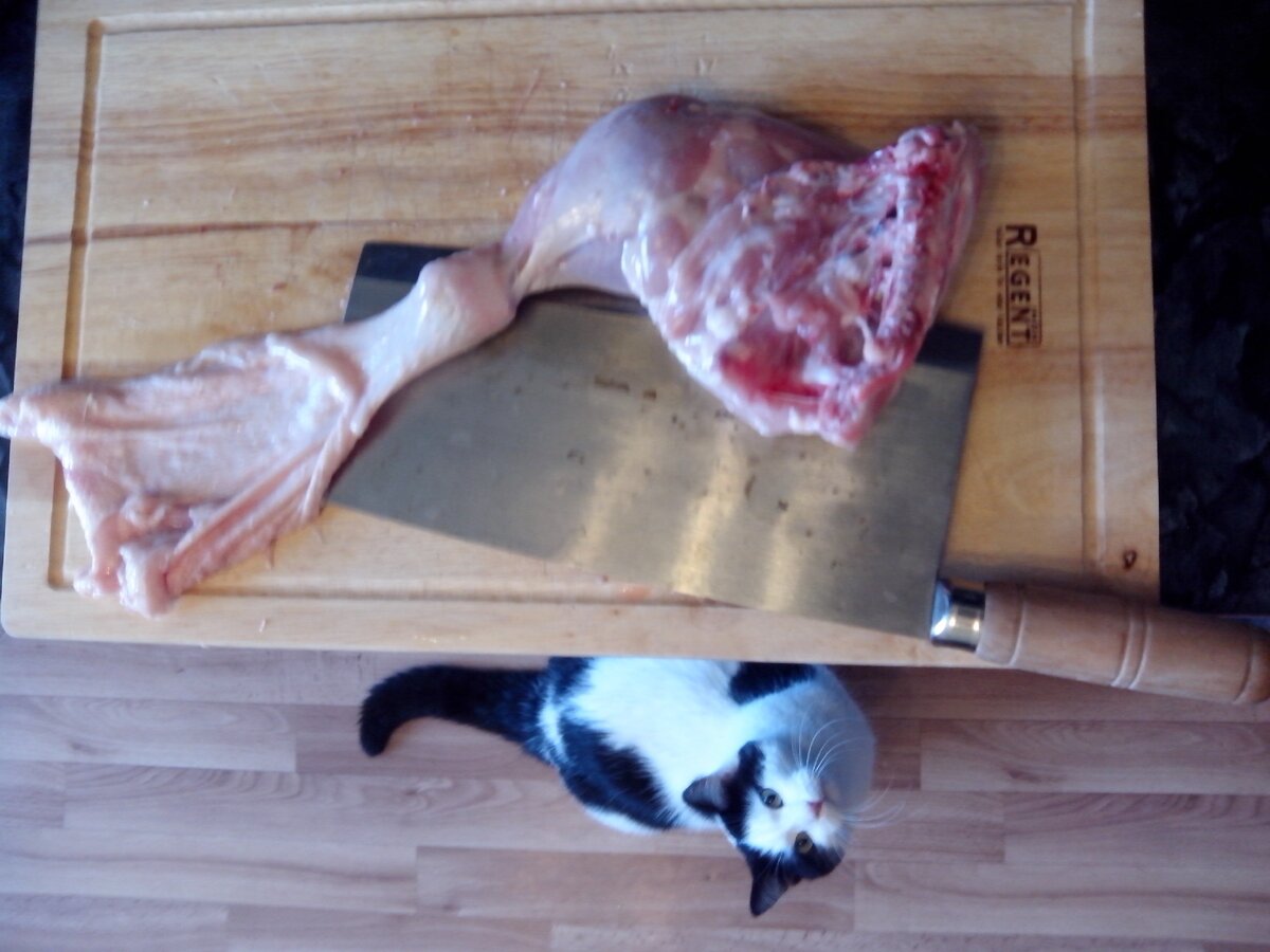 Кот в нетерпении ждет своего куска мяса