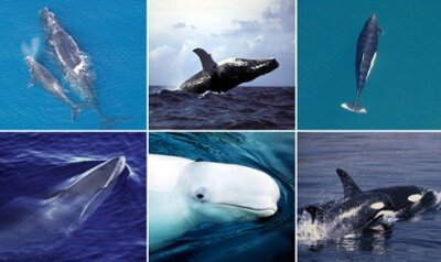 Отряд китообразные (CETACEA)