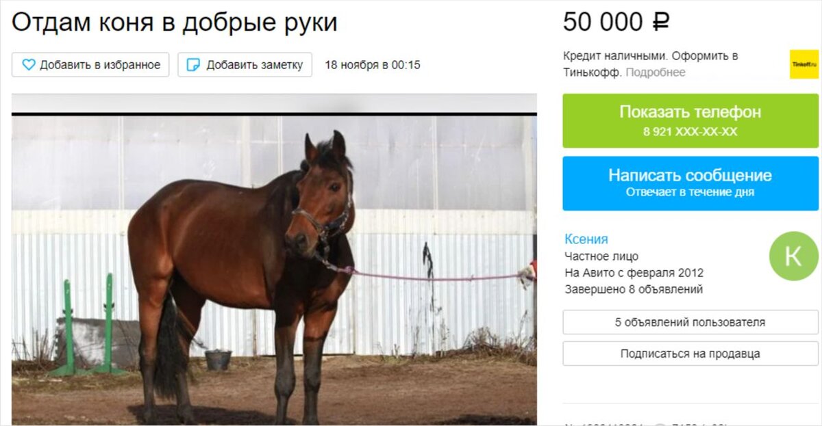 жеребец в добрые руки для разведения. когда коня покупают каким он бывает. лошади в республике алтай. лошадь в добрые руки. алтайский тувинский лошадь.