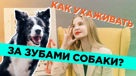 Как ухаживать за зубами собаки?