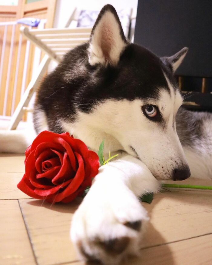 Хаски бублик. Хаски я строю глазки. Хаски хаски я сибирский хаски я бандит и я не строю глазки песня. Хаски необычного окраса. Хаски странные собаки.