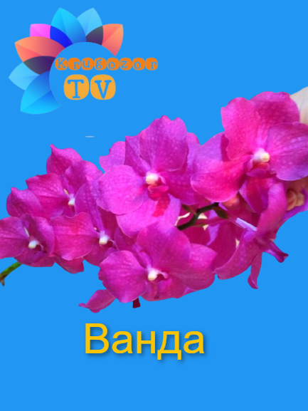 А в вашей коллекции Орхидей, есть Ванда? Пишите в комментариях ;)