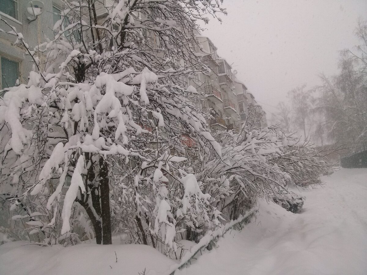 Фото автора. Деревья после снегопада...