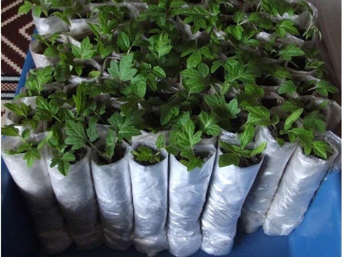 изображение взято в свободном доступе