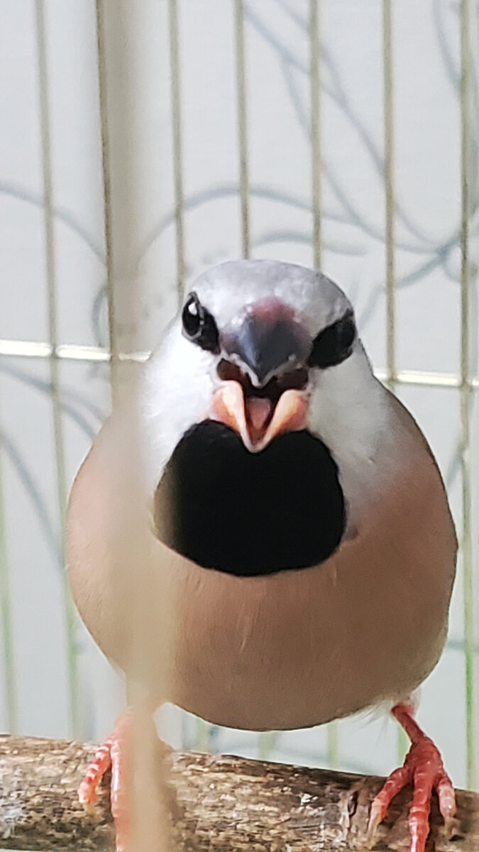 Передаёт привет