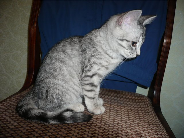 Ровно 6 месяцев моему Басе. 8 февраля 2013 года. Он в это время уже дрессировал меня вовсю!