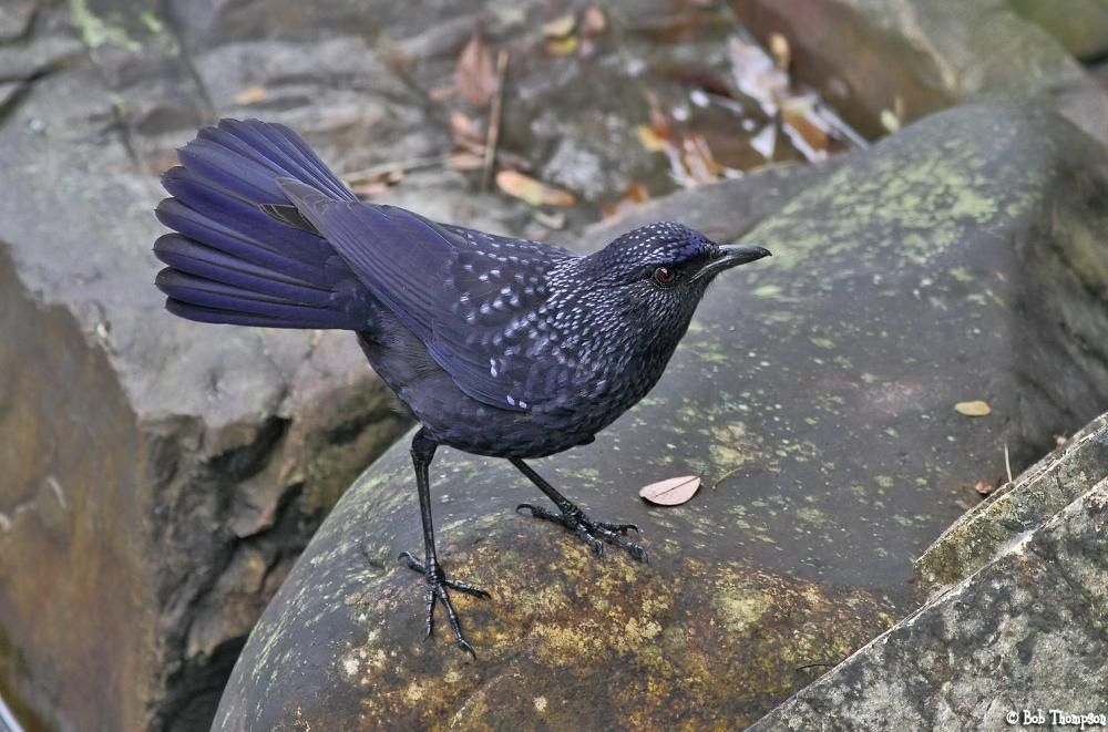 Синяя птица памира и тянь шаня. Лиловый Дрозд (Myophonus caeruleus). Синяя птица лиловый Дрозд. Синяя птица Тянь Шань. Синяя птица Памира.