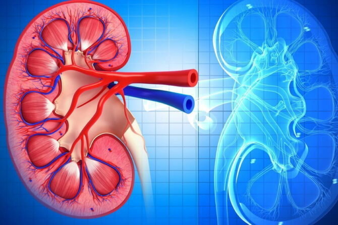 Работа почек практически незаметна до той поры, пока не возникают проблемы в их функционировании. Нарушение обмена веществ, вирусы и бактерии, аутоиммунные заболевания, камни и т.д. способны привести к перебоям в работе этих важных органов. Урон их здоровью наносят наши вредные привычки (курение, алкоголь, избыток жирного и соленого в рационе), малоподвижный образ жизни. По статистике наиболее уязвимы перед болезнями почек представительницы слабого пола, что объясняется особым строением женской мочеполовой системы. В группе риска и люди с ослабленным иммунитетом, с сахарным диабетом, туберкулезом, системными ревматоидными заболеваниями. Из болезней, которые диагностируются чаще всего, лидирует пиелонефрит, почечная недостаточность, мочекаменная болезнь, гидронефроз.