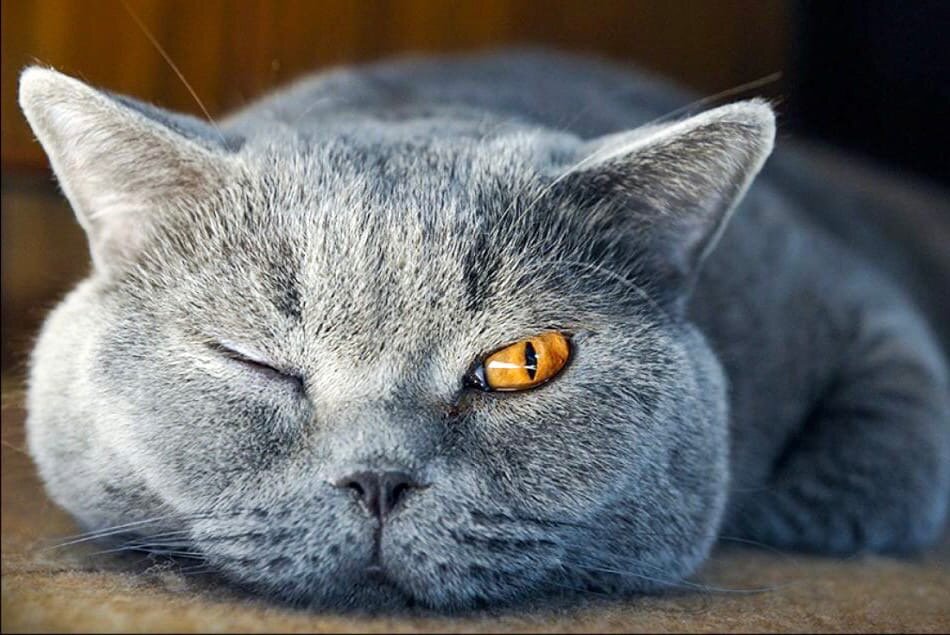 Посмотрите на эту красавицу))