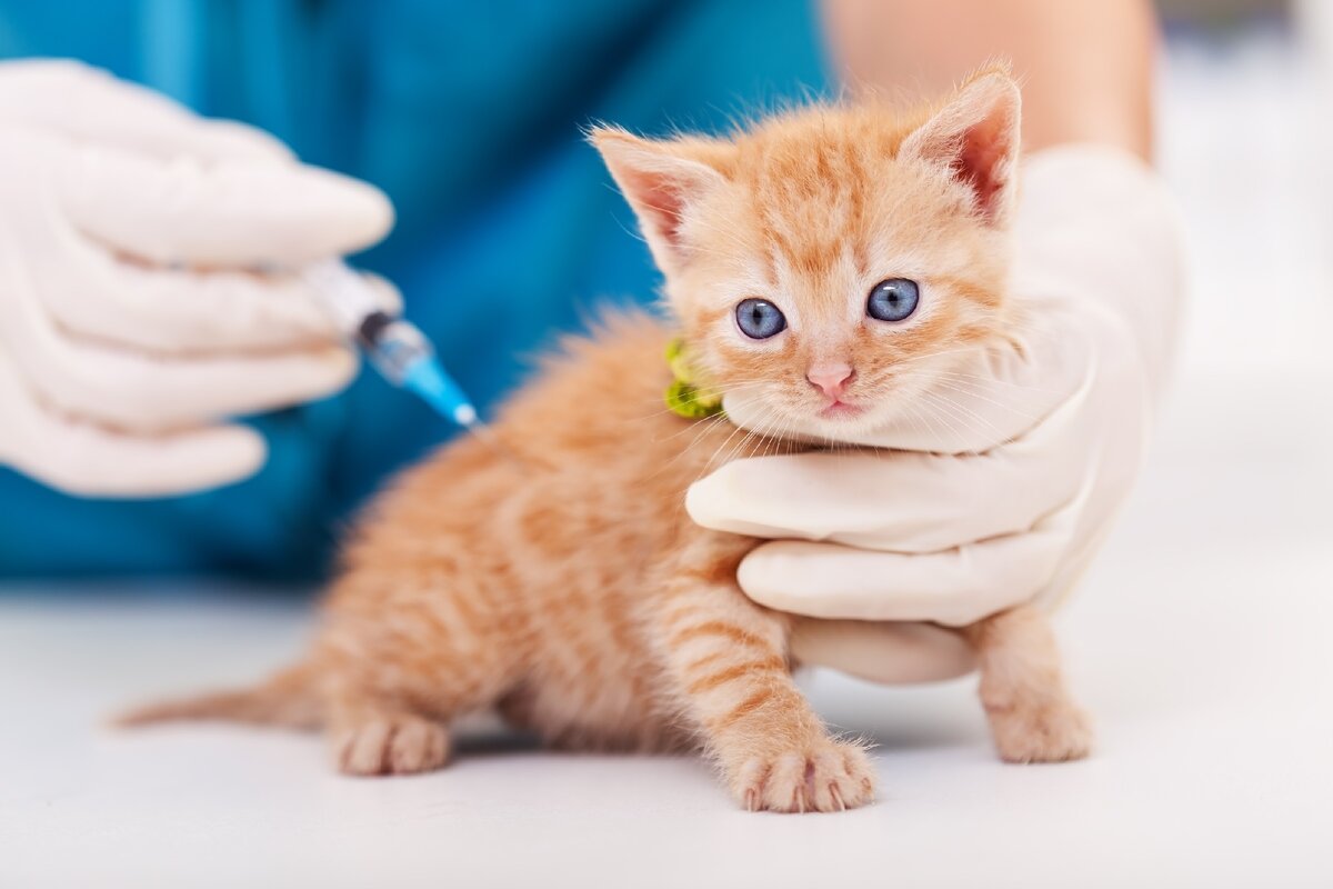 Ветеринар делает прививку котенку