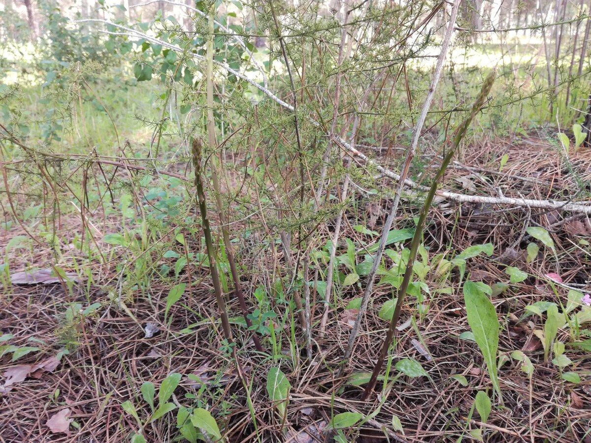 Ростки спаржи. Найти "с мизинец" нереальная удача.