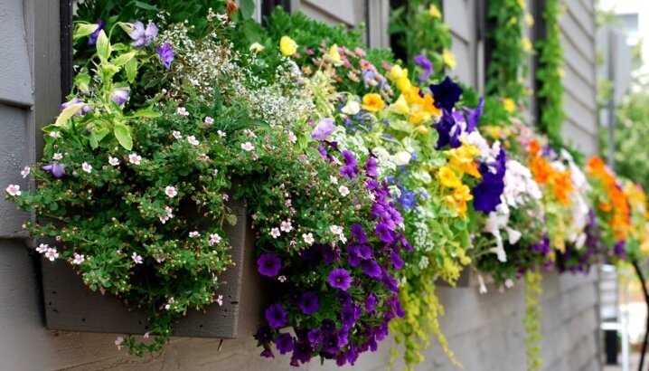 Цветы в кашпо. Фото из интернета