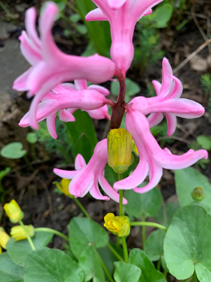 Весенние цветы Азова...