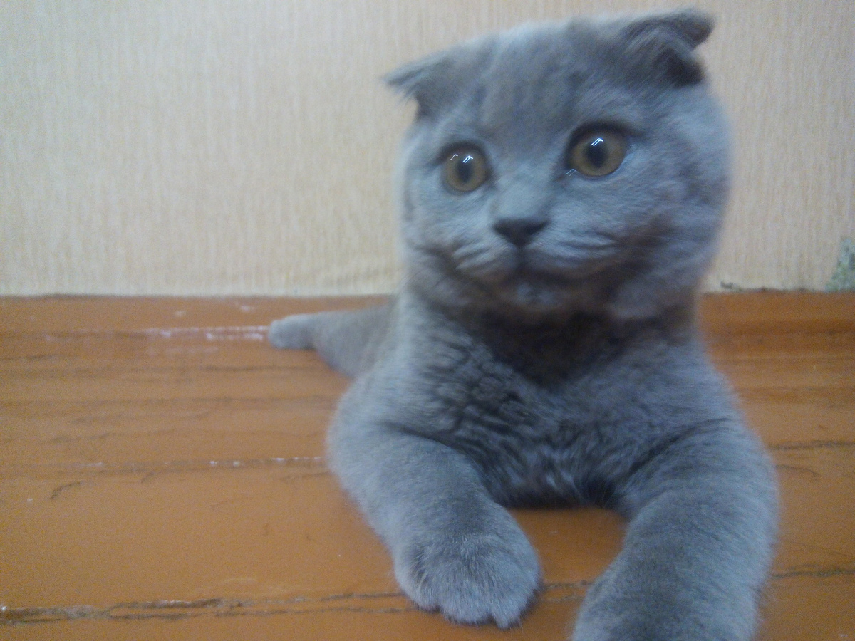 Его высочество Мажор