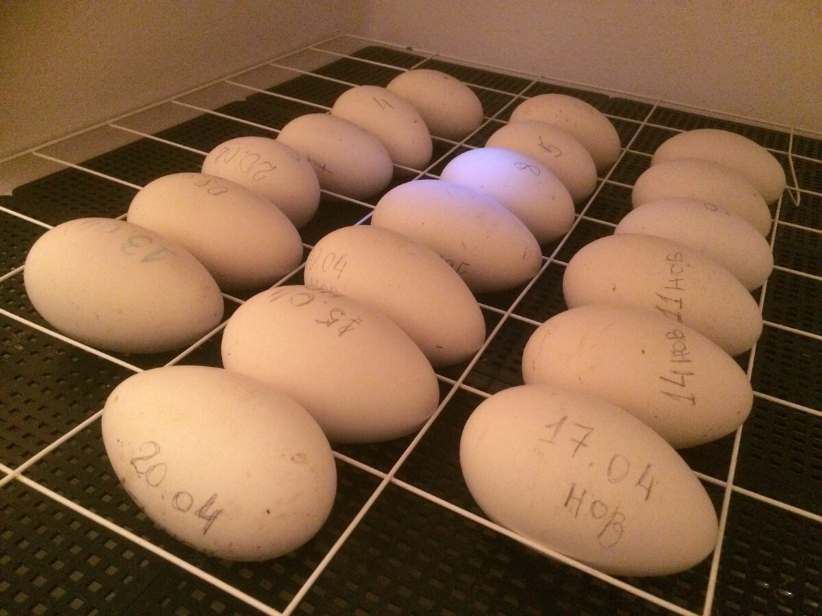 Гусиные яйца для инкубации форма