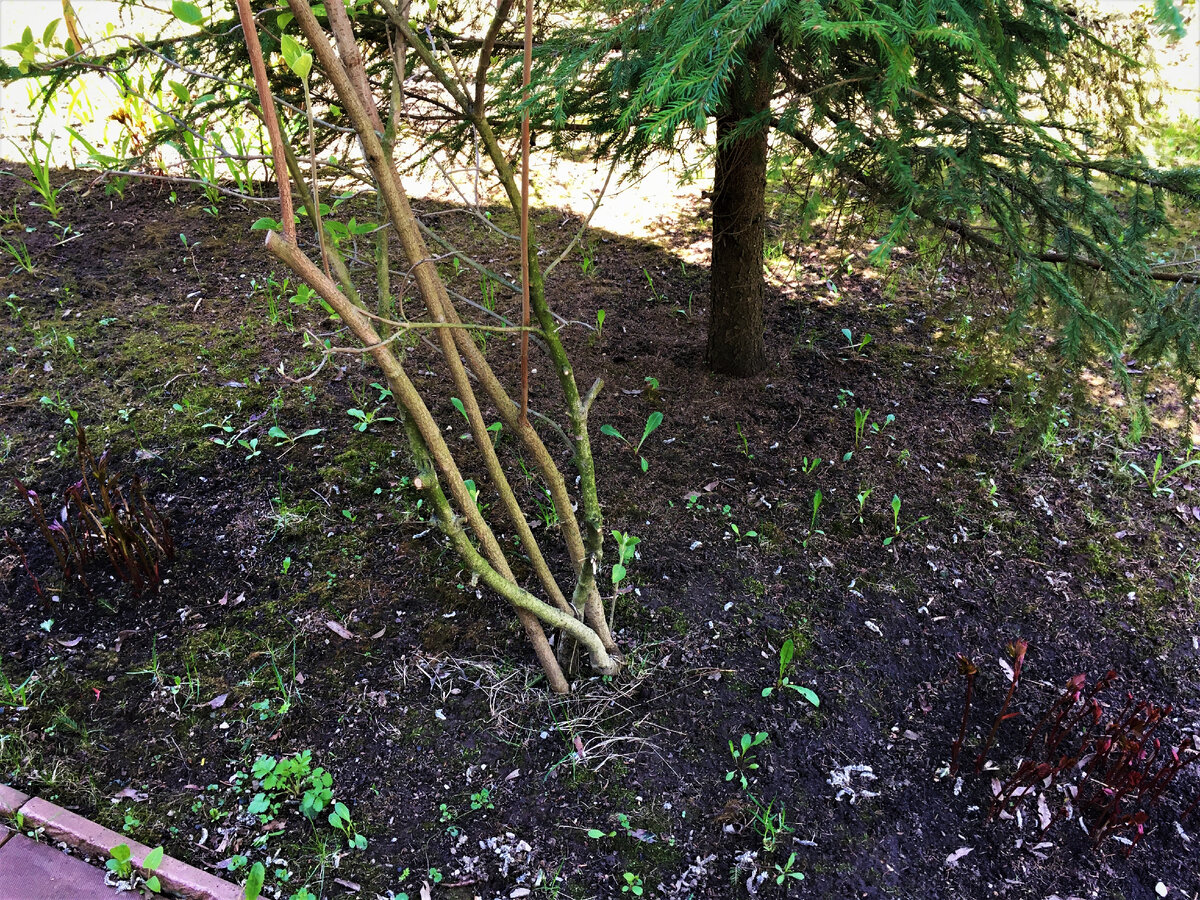 Куст калины.