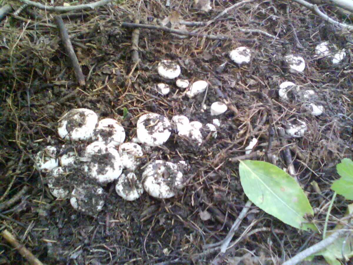 Груздь дубовый (Lactarius zonarius) фото и описание