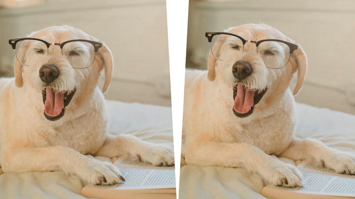 Найди 3 отличия между собаками