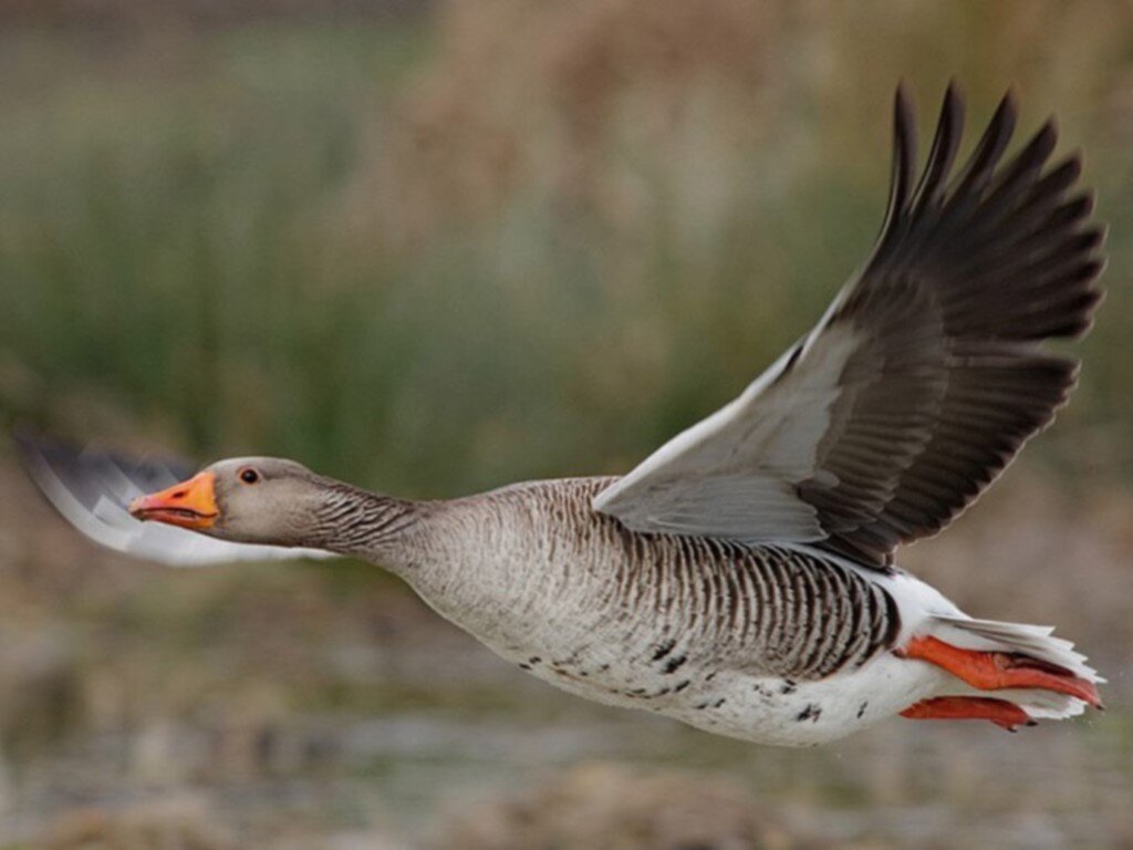 Дикий гусь. Изображение взято из открытых источников для иллюстрации