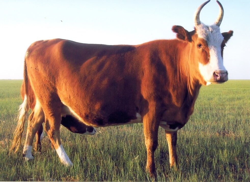 Калмыцкая порода коров — порода крупного рогатого скота мясного направления продуктивности.