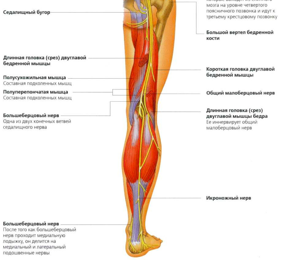 Медиальный это. Большеберцовый нерв анатомия схема. Седалищный нерв анатомия ветви. Нервы нижней конечности анатомия. Нервы голени анатомия человека.