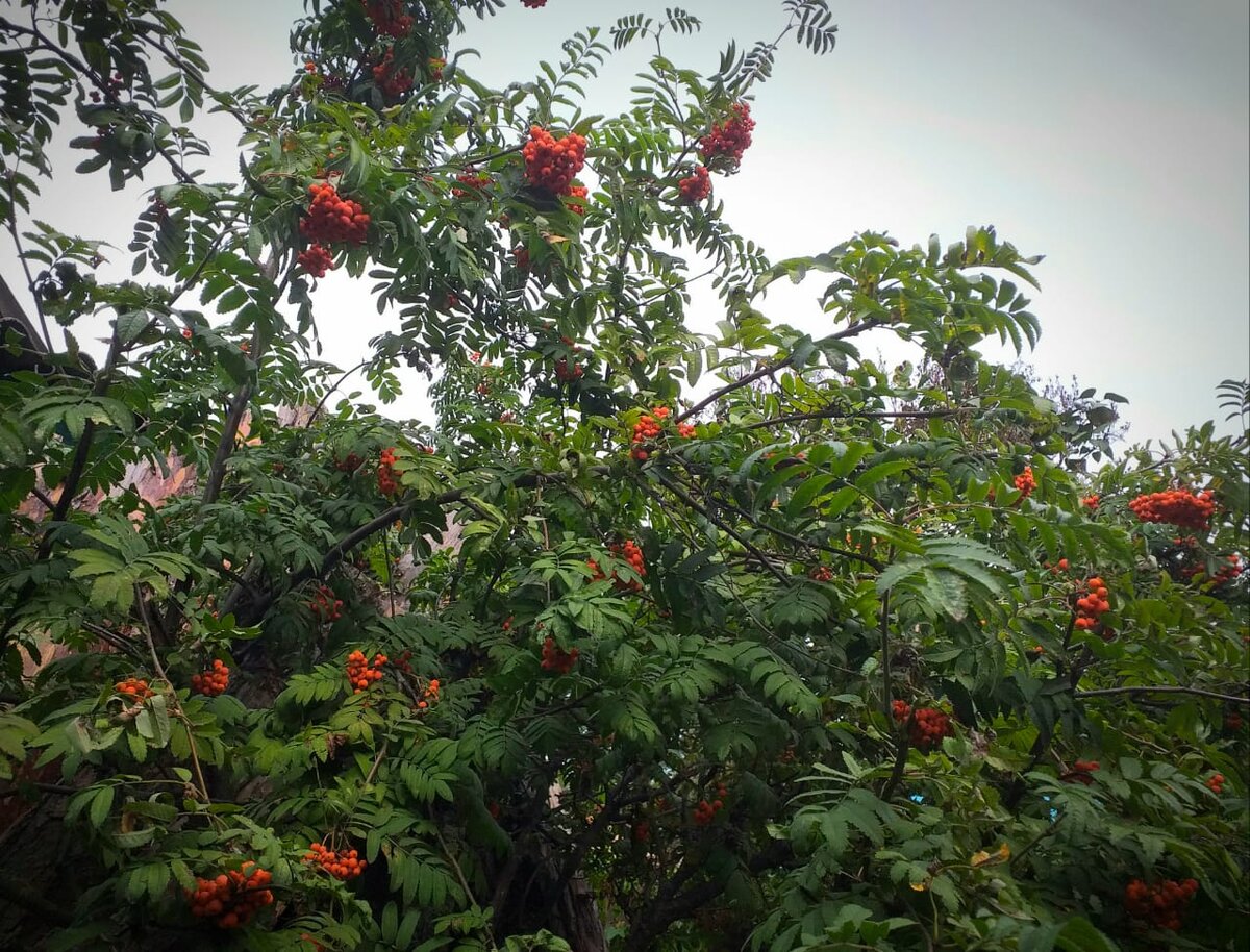 Едят ли рябину люди. Едят ли рябину люди. Рябина растение. Едят ли рябину люди. Дикая рябина среди трав.