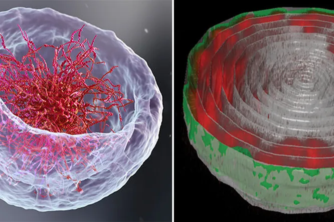 Исследователи создали новый метод визуализации биологических объектов, который показал, что модель организации генетического материала в клетке совершенно не соответствует более ранним представлениям биологов. Weizmann Institute of Science.
