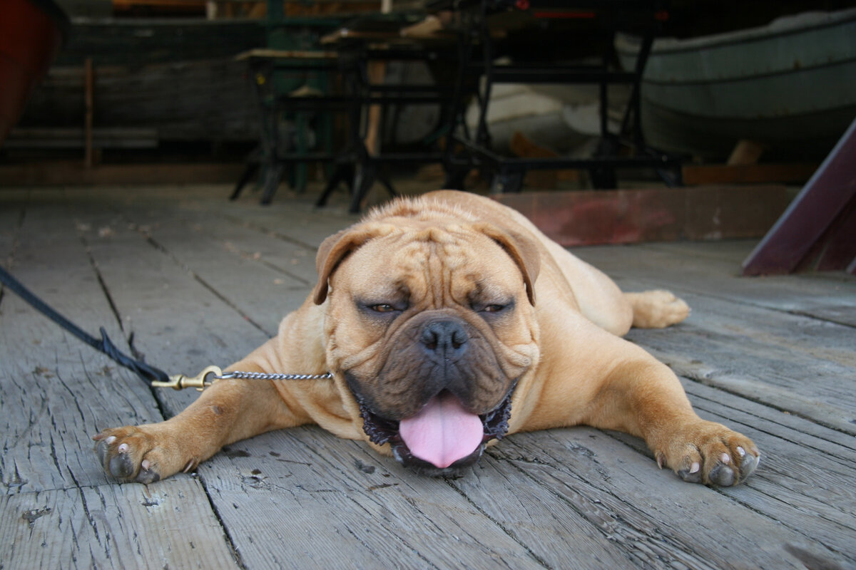 Photo by Bill Davenport