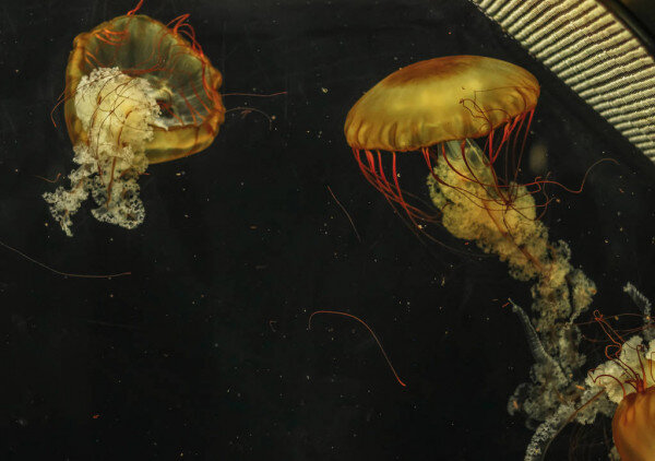 Turritopsis Nutricula 