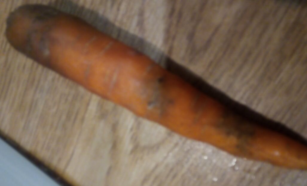 Корнеплод, поражённый морковной мухой. Фото из личного архива