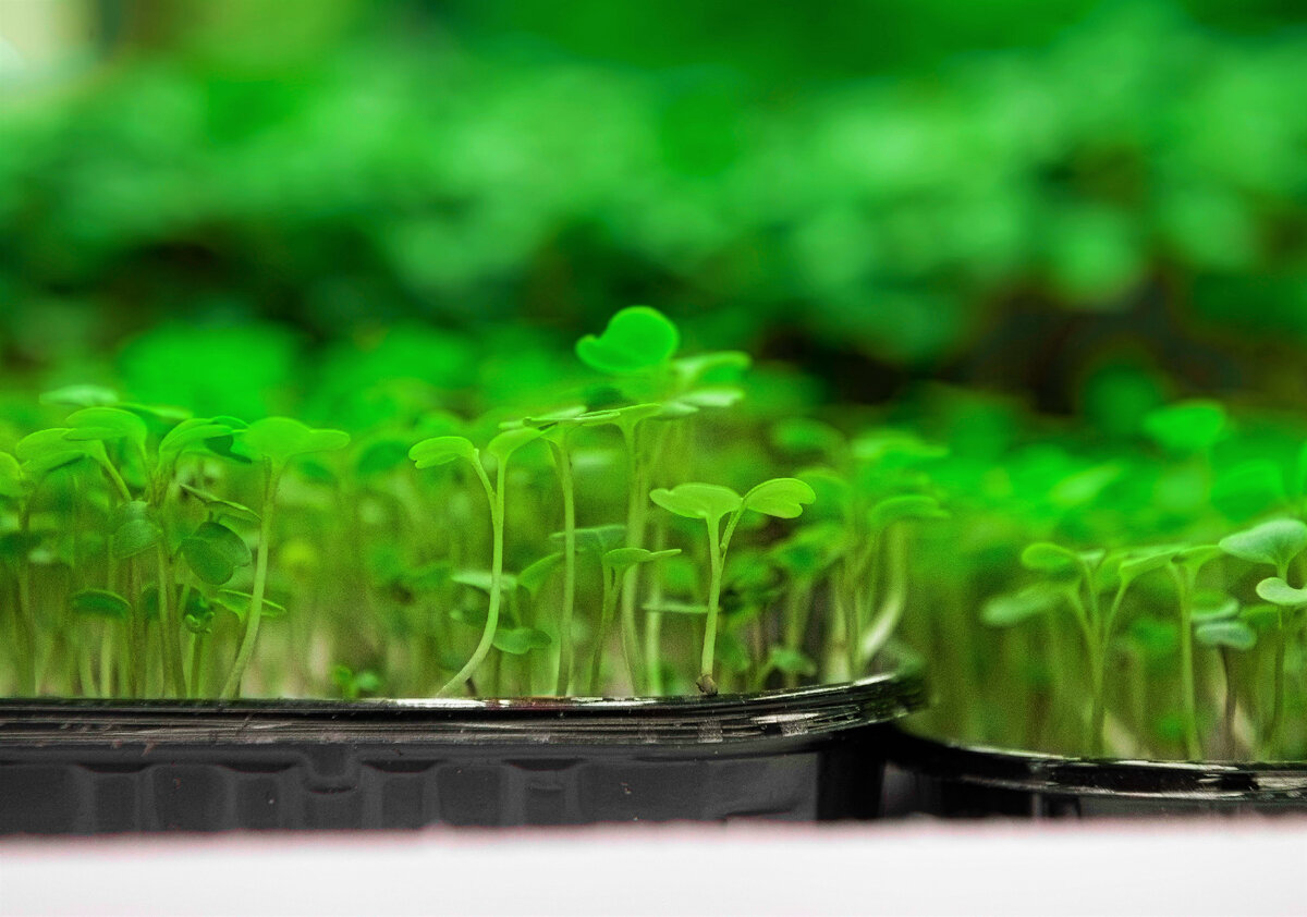 Микрозелень можно вырастить на подоконнике 