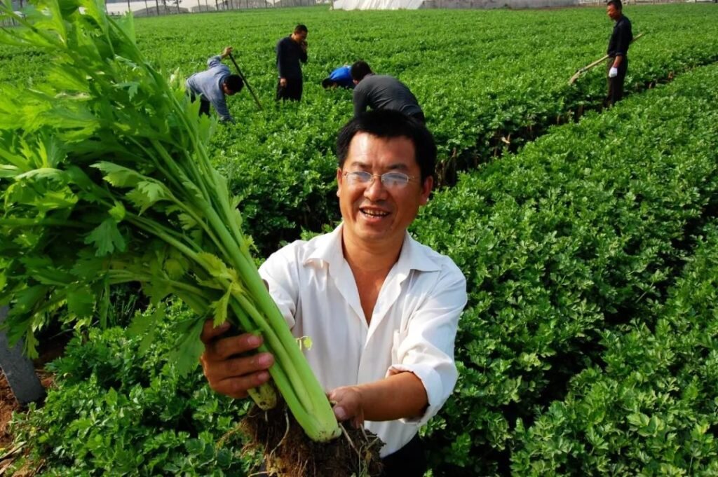 Сельдерей из Гуйхэ. 124.133.228.83