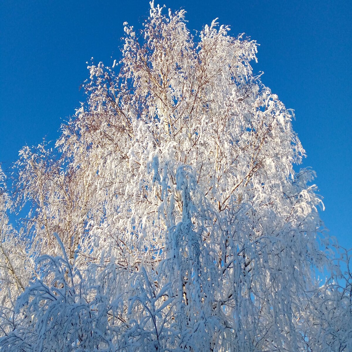 Холодная зима. Работа О. Камаловой.