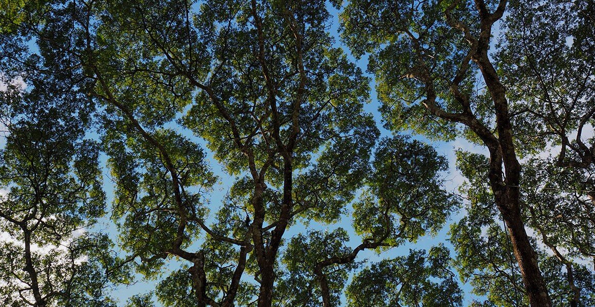 Деревья тоже болеют поэтому за ними егэ. Crown uk Tree. Knots for attaching the Canopy to the Trees