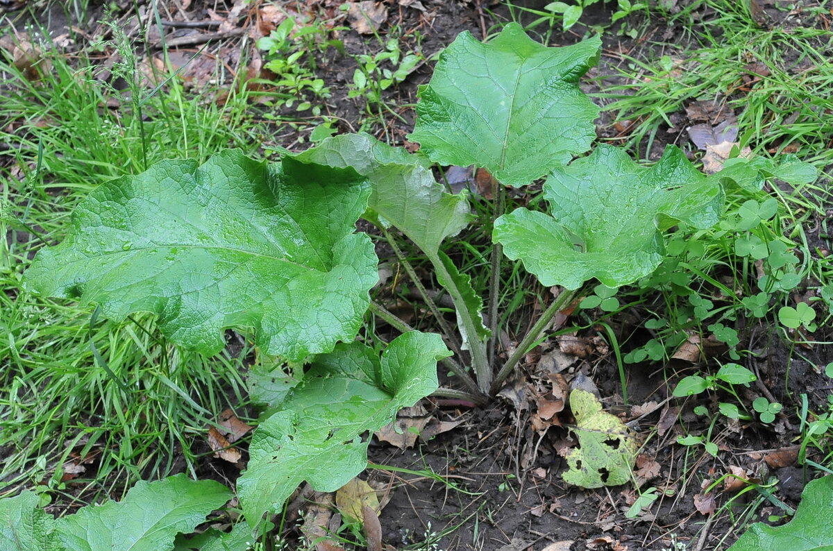 Лопух лопушок