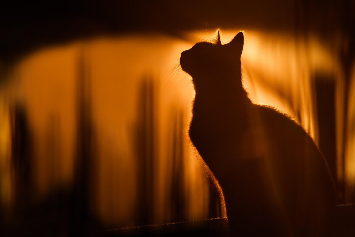 Из открытых источников