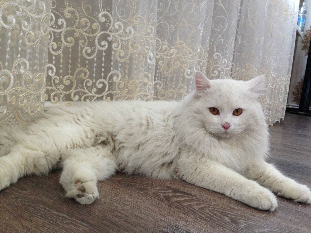 Мурлыканье как способ коммуникации