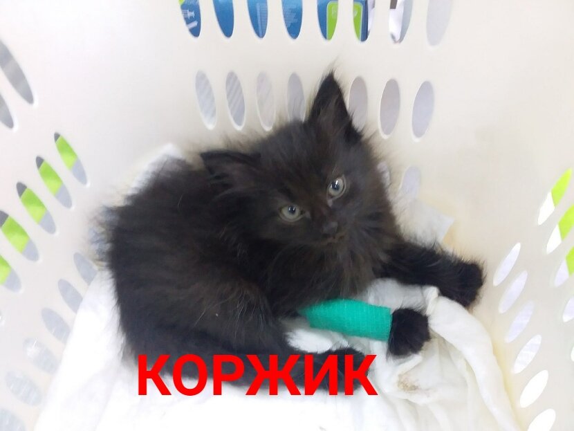 Коржику 2,5 мес.
